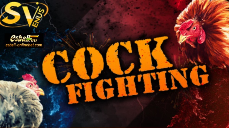 How to Play Cockfight  Online Game SV888 Sapong Betting Guide